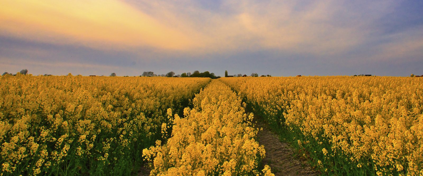 Rapsfeld in Nessmersiel kurz vor Sonnenuntergang